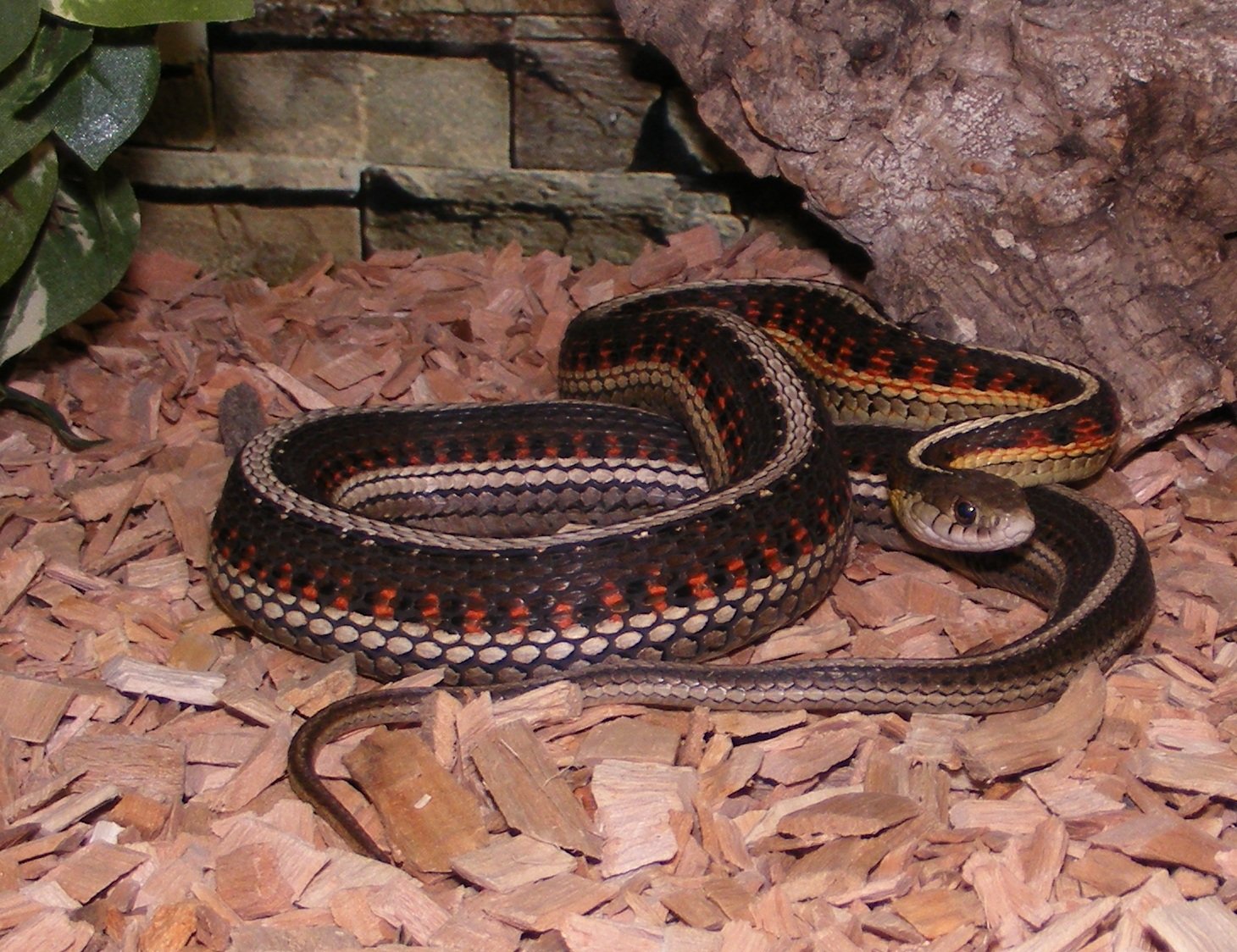 Калифорнийская подвязочная змея. Подвязочная змея обыкновенная. Змея подвязочная Восточная Восточная. Красная подвязочная змея.