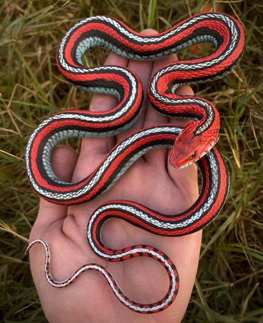 Thamnophis Marcianus Albino