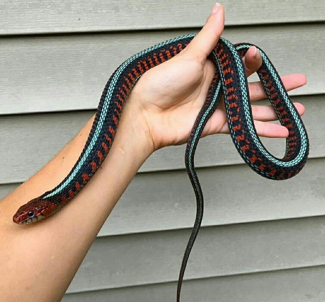 Калифорнийская подвязочная змея