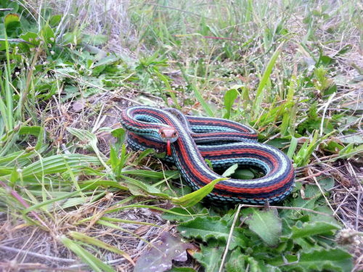Thamnophis sirtalis tetrataenia