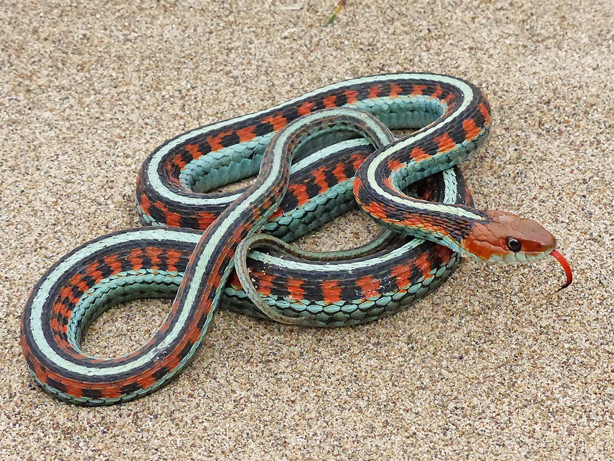 Thamnophis Marcianus Albino