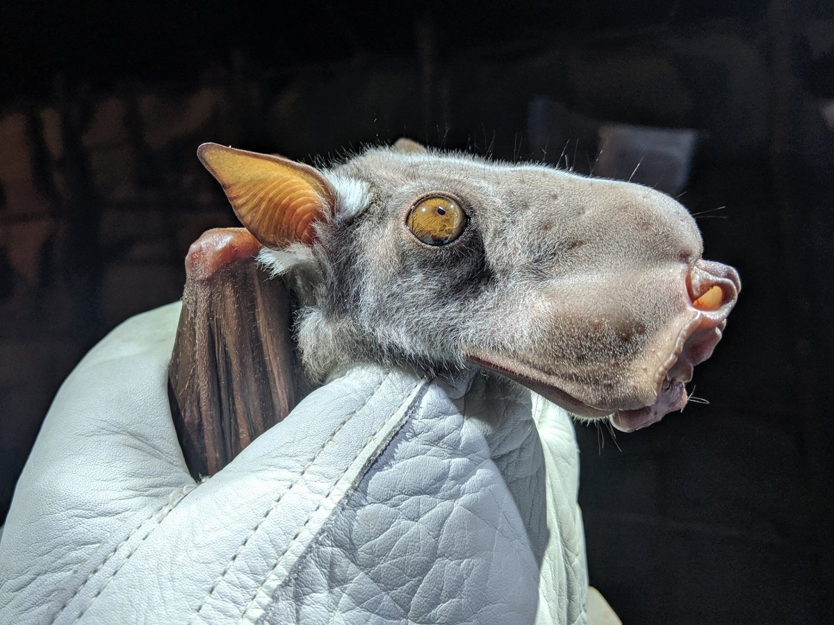 Крылан молотоглав