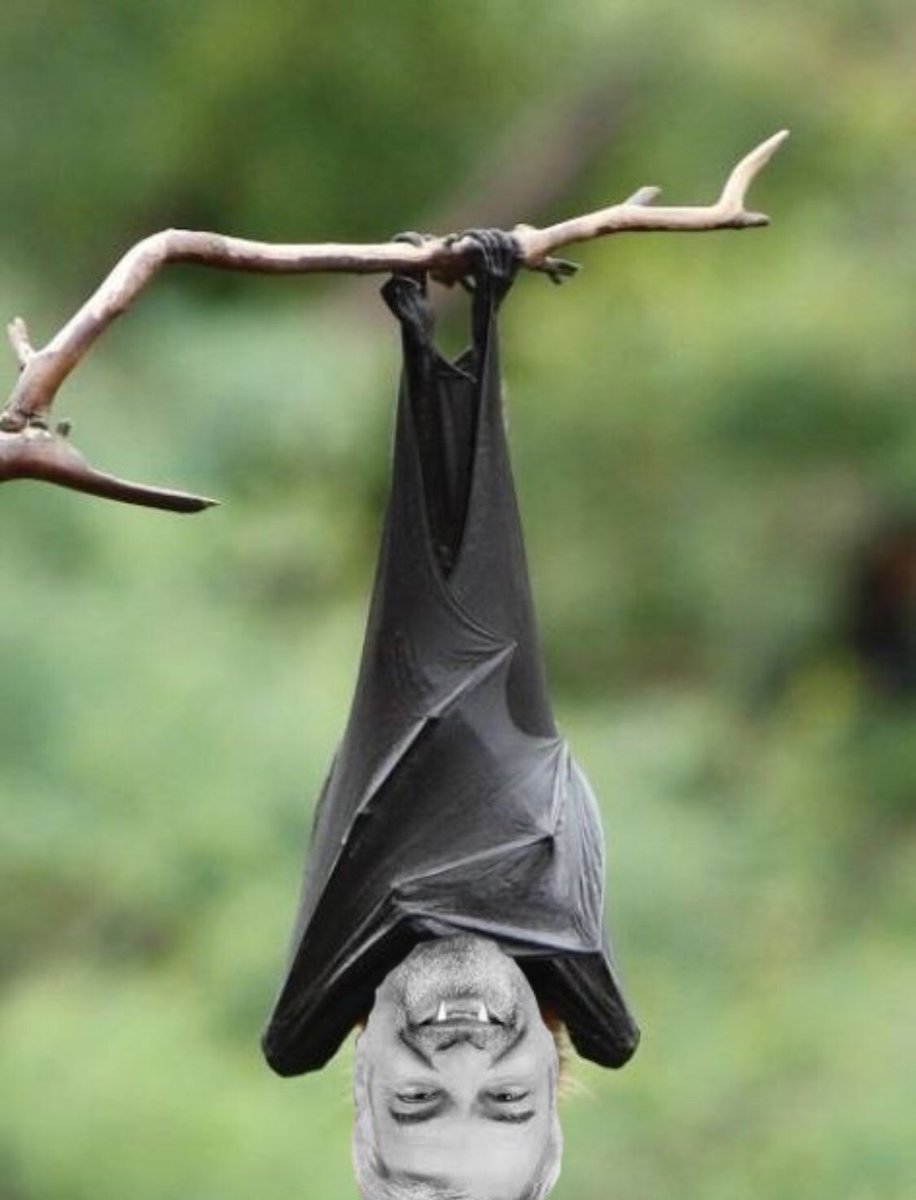 Крылан черный