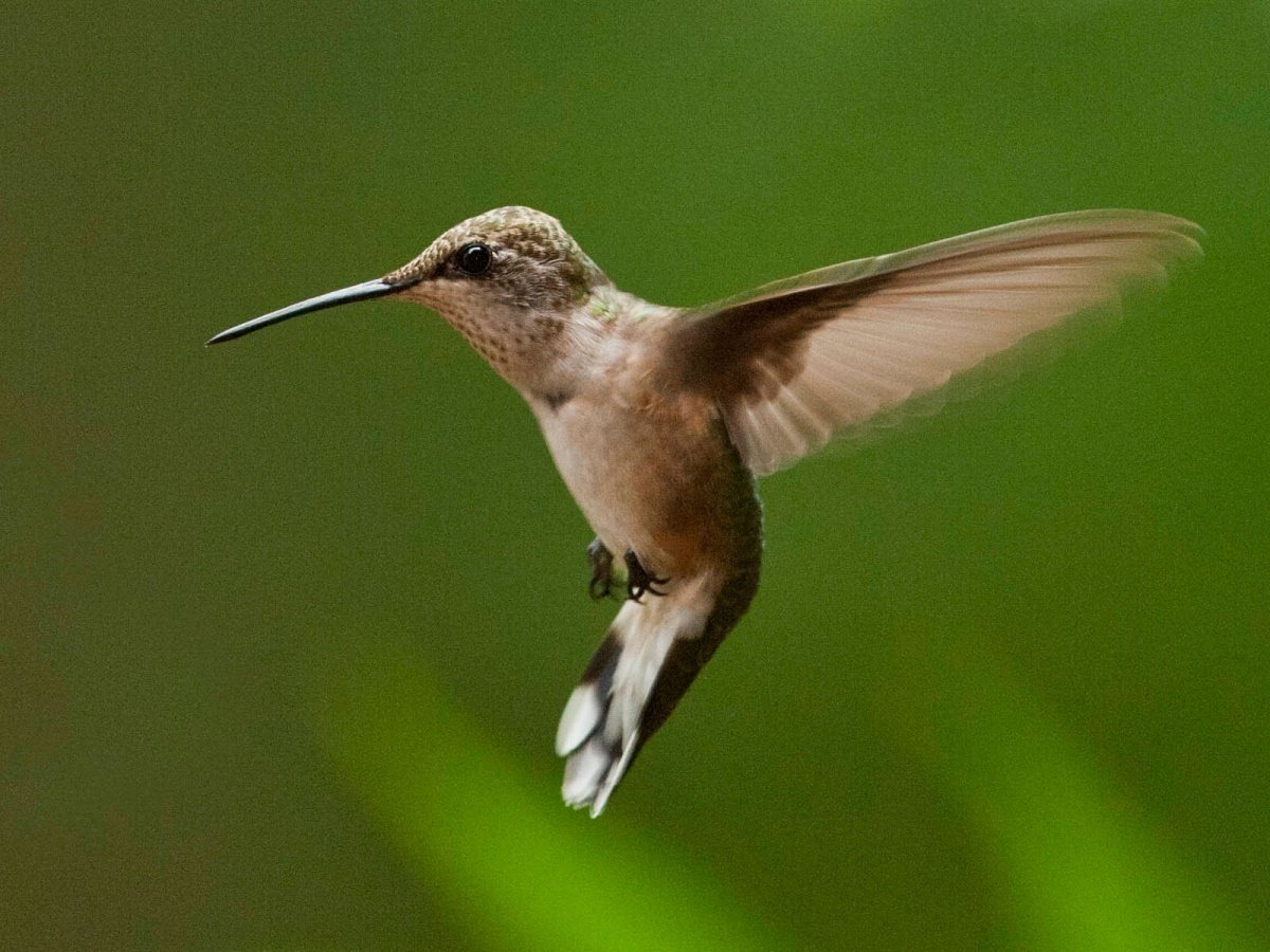 Очень маленькая птица