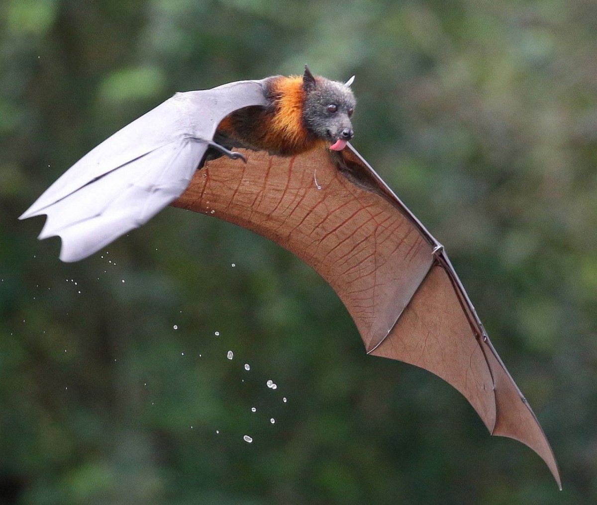 Крылан летучая лисица альбинос