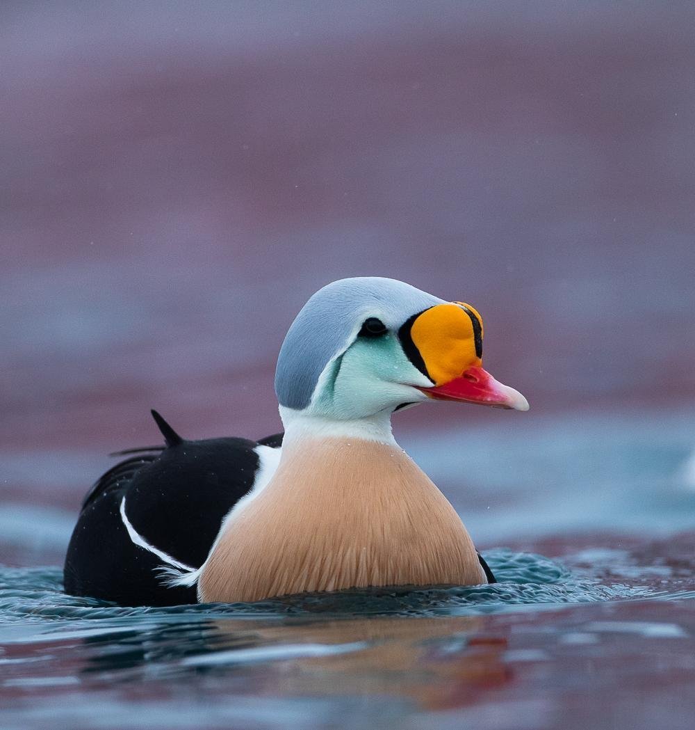 Очковая Гага Somateria fischeri