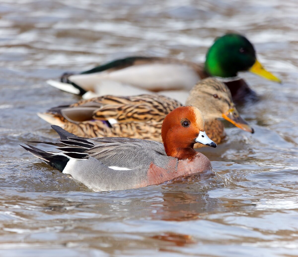 Чирок свиязь