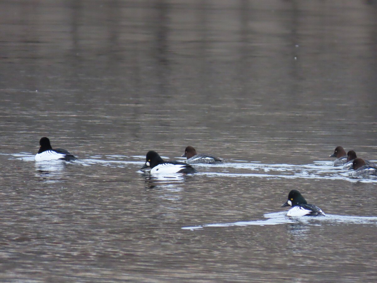 Водоплавающие птицы озера Чебаркуль