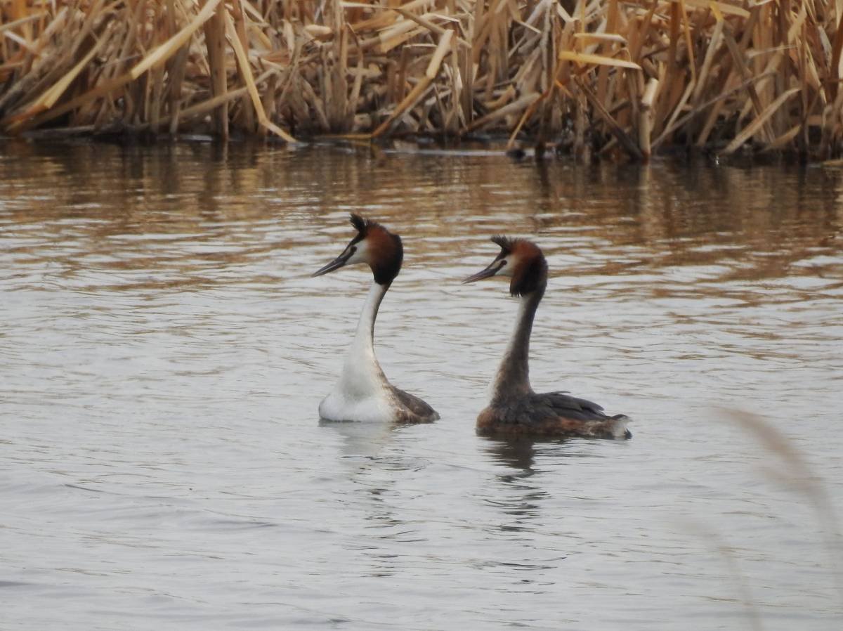 Водоплавающие птицы Тюменской области