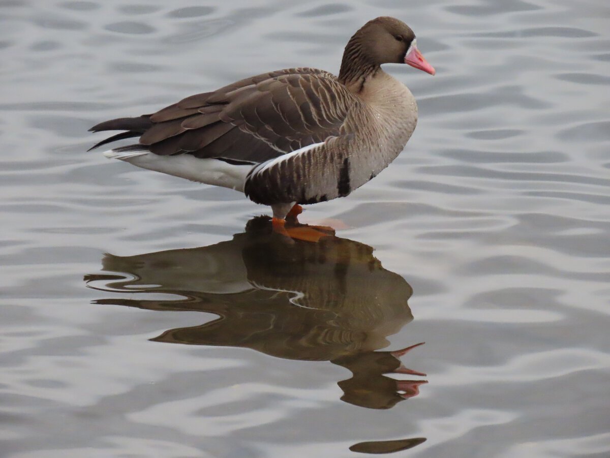 Водоплавающие птицы белолобые