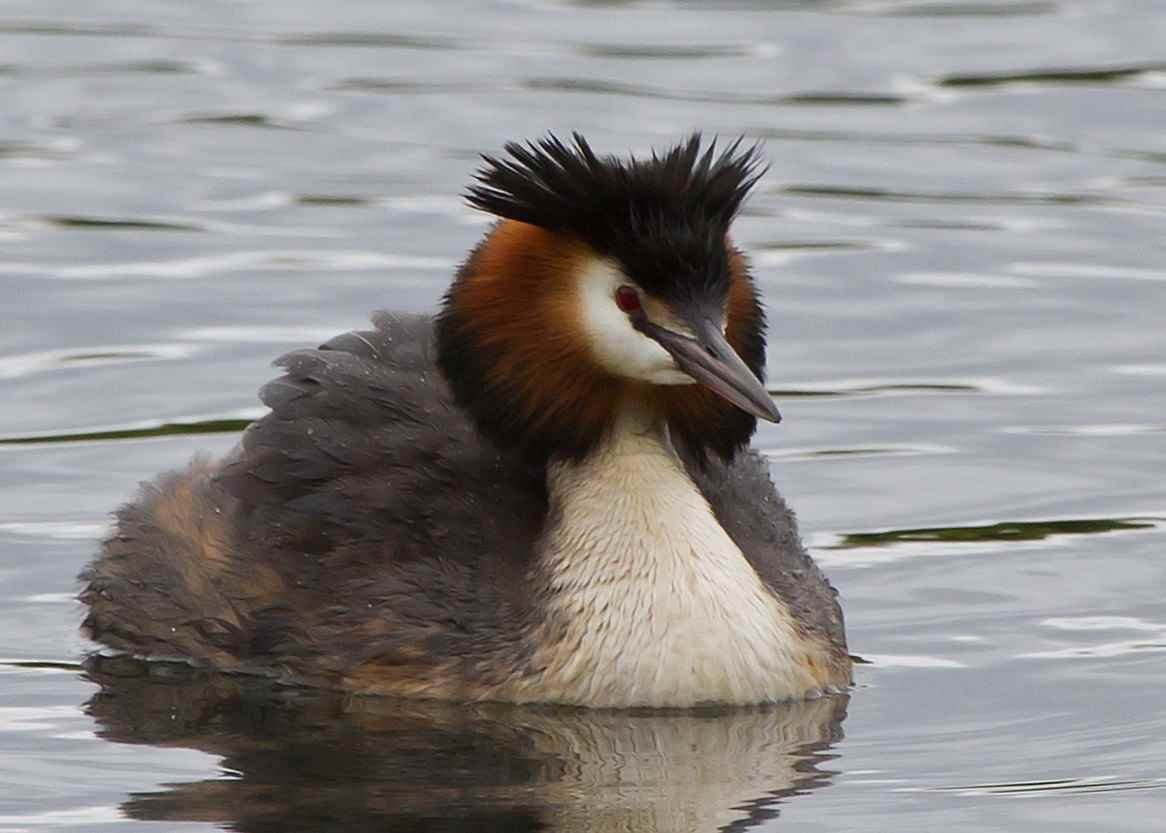 Большая поганка – Podiceps cristatus