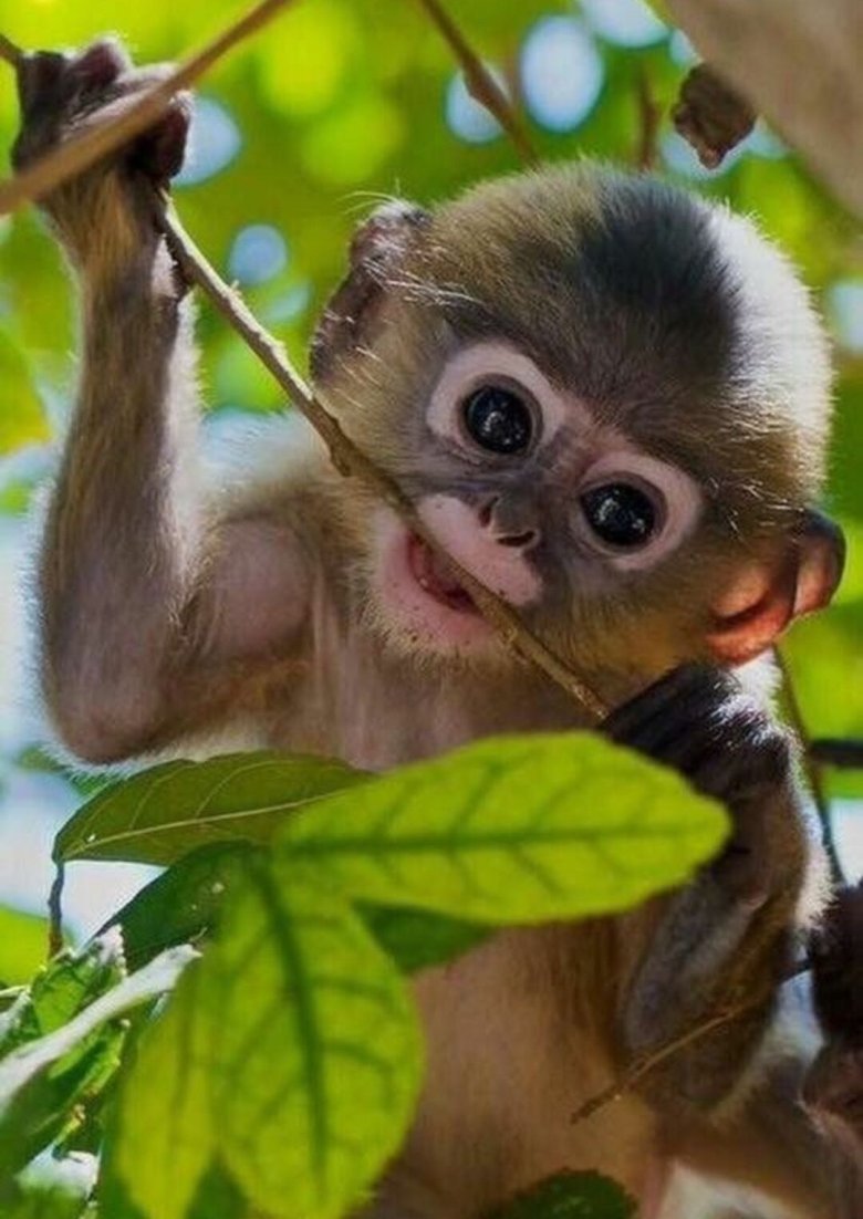 Милые обезьянки