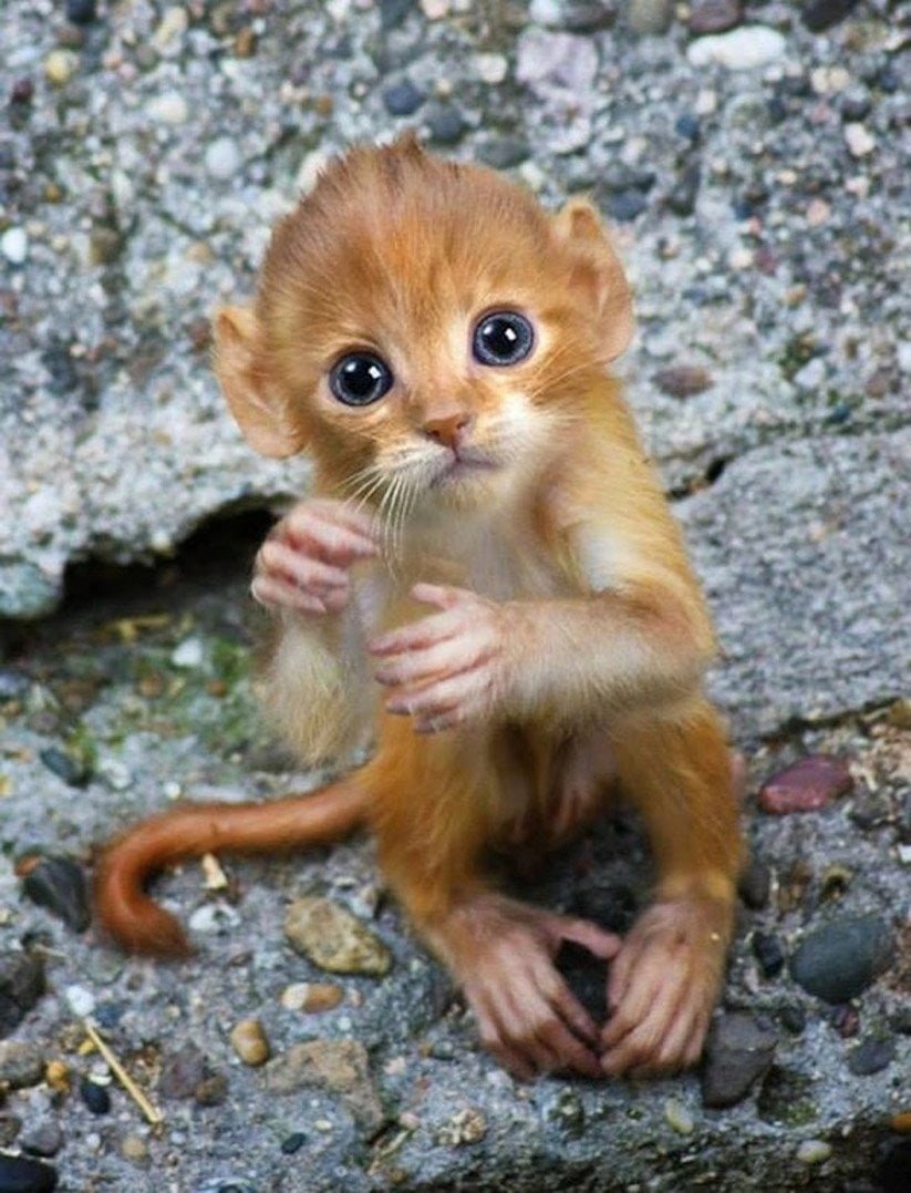 Маленькие животные