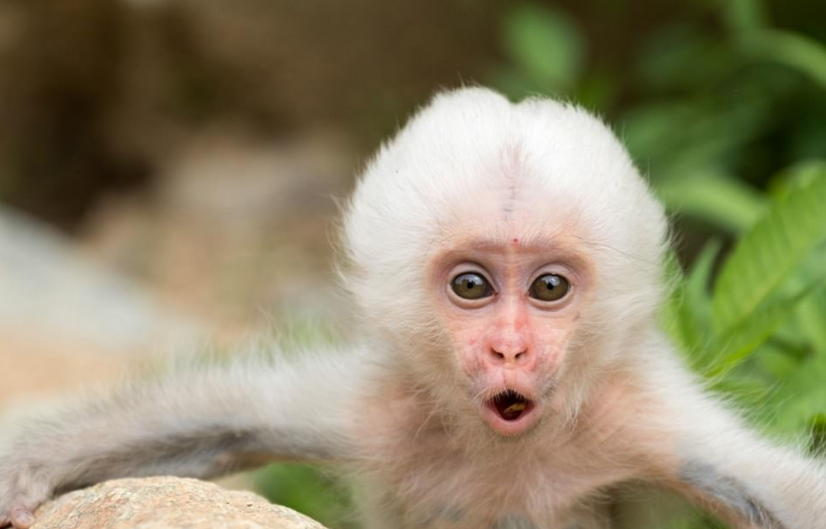 Обезьяна альбинос