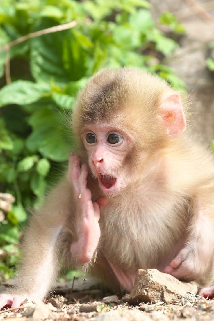 Маленькая обезьянка капуцин