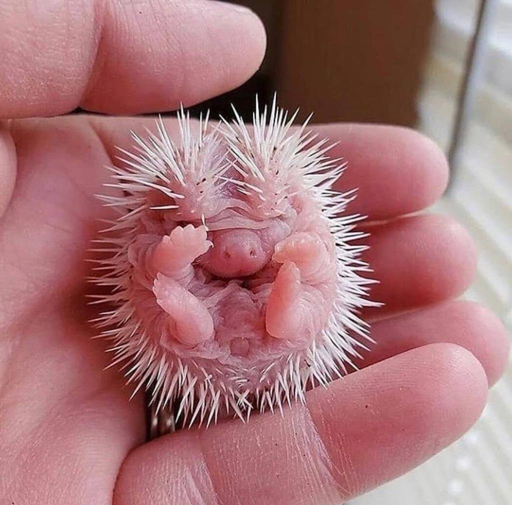 Новорожденный Ежик