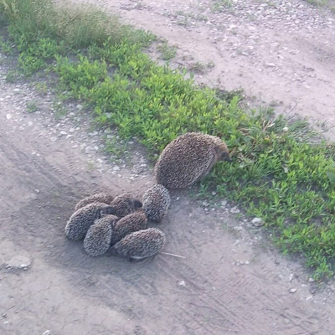 Ежиха с ежатами переходит дорогу