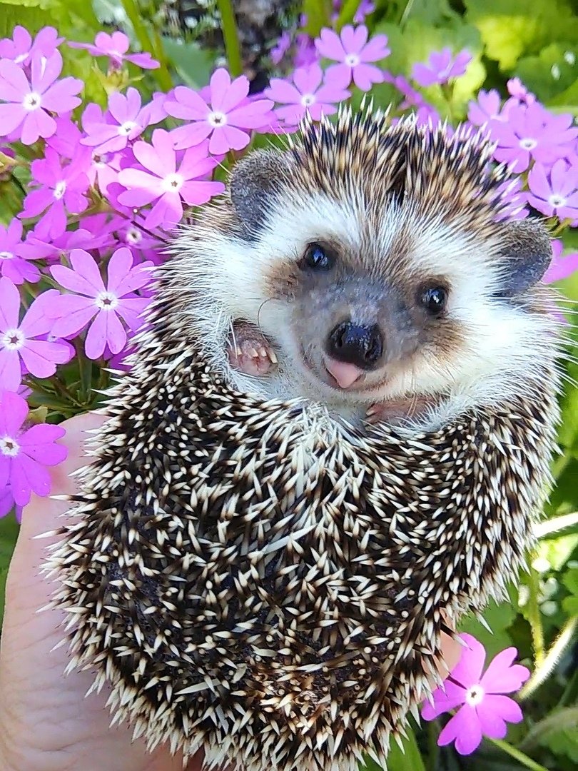 Самый красивый Ежик