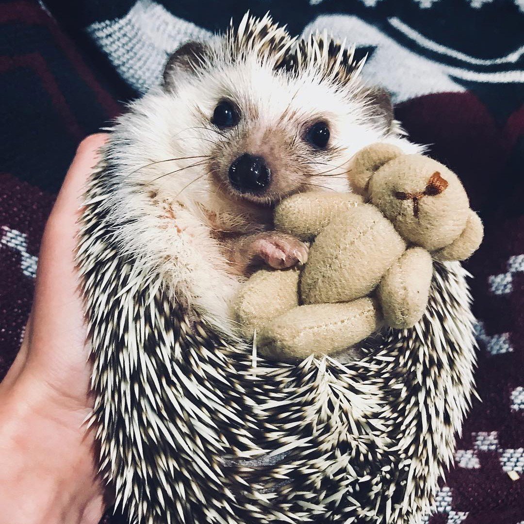 Ёжики милашки