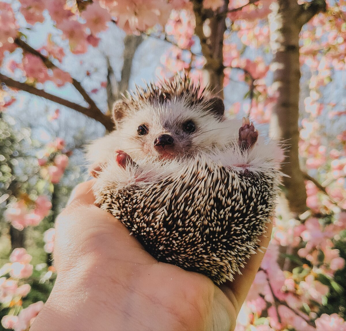 Декоративный Ежик