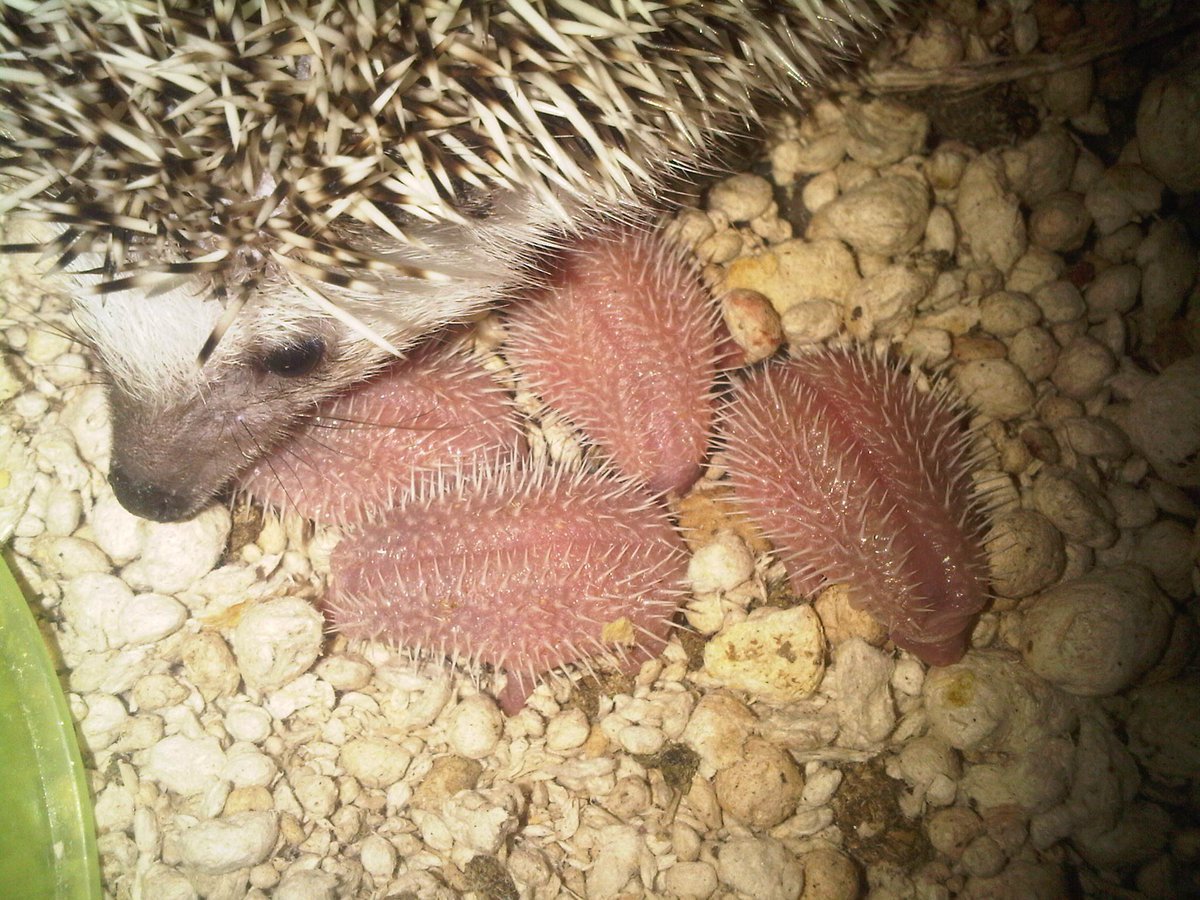 Даурский ёж размножение