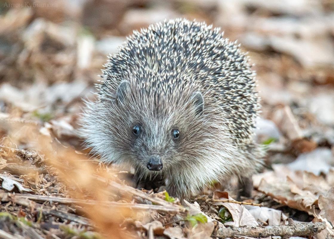 Ежик в городе