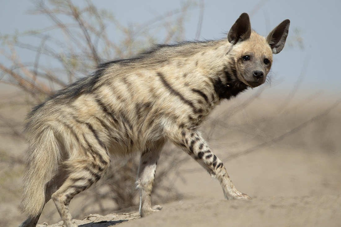 Гривистая гиена