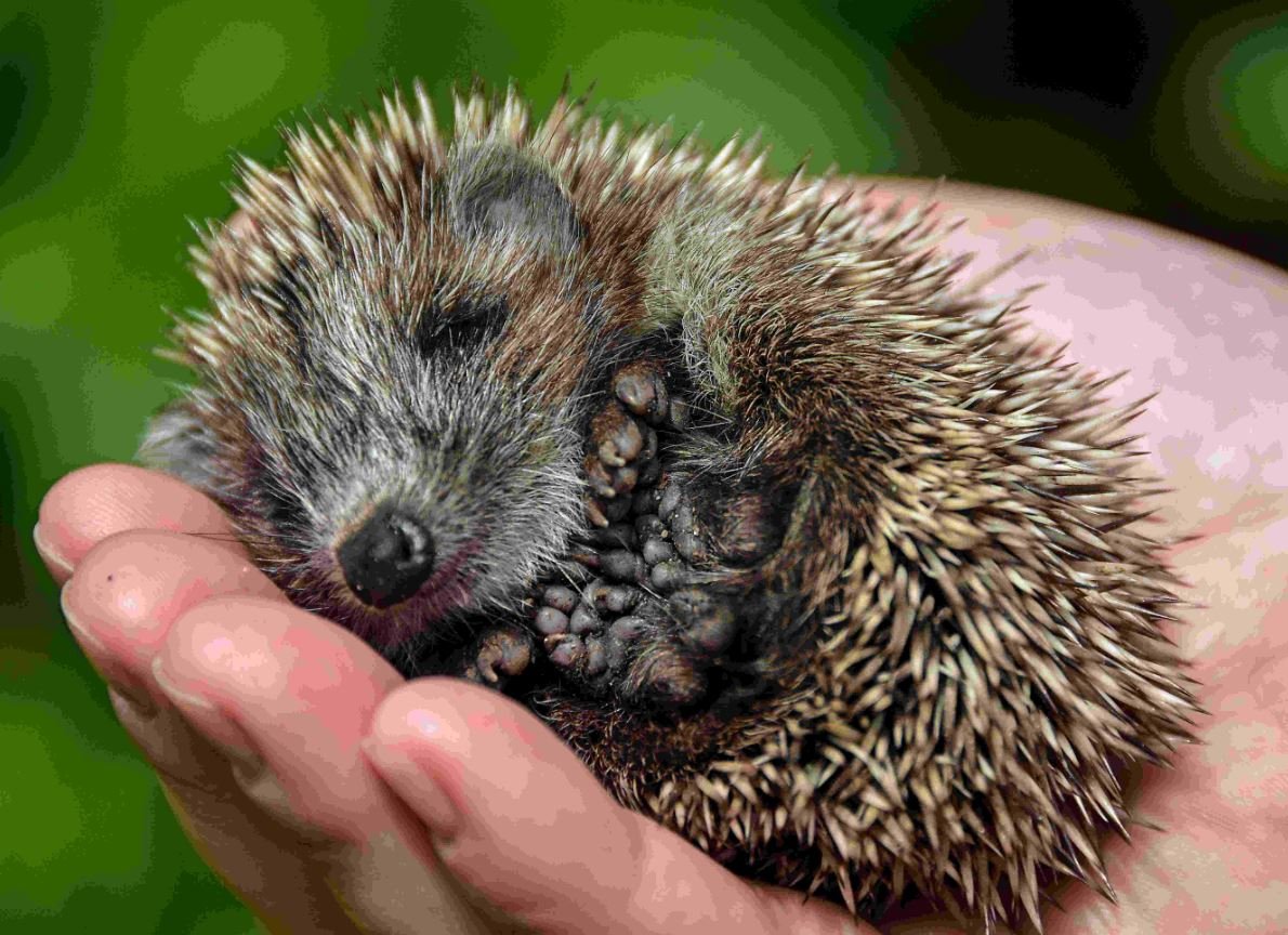 Маленький Ёжик