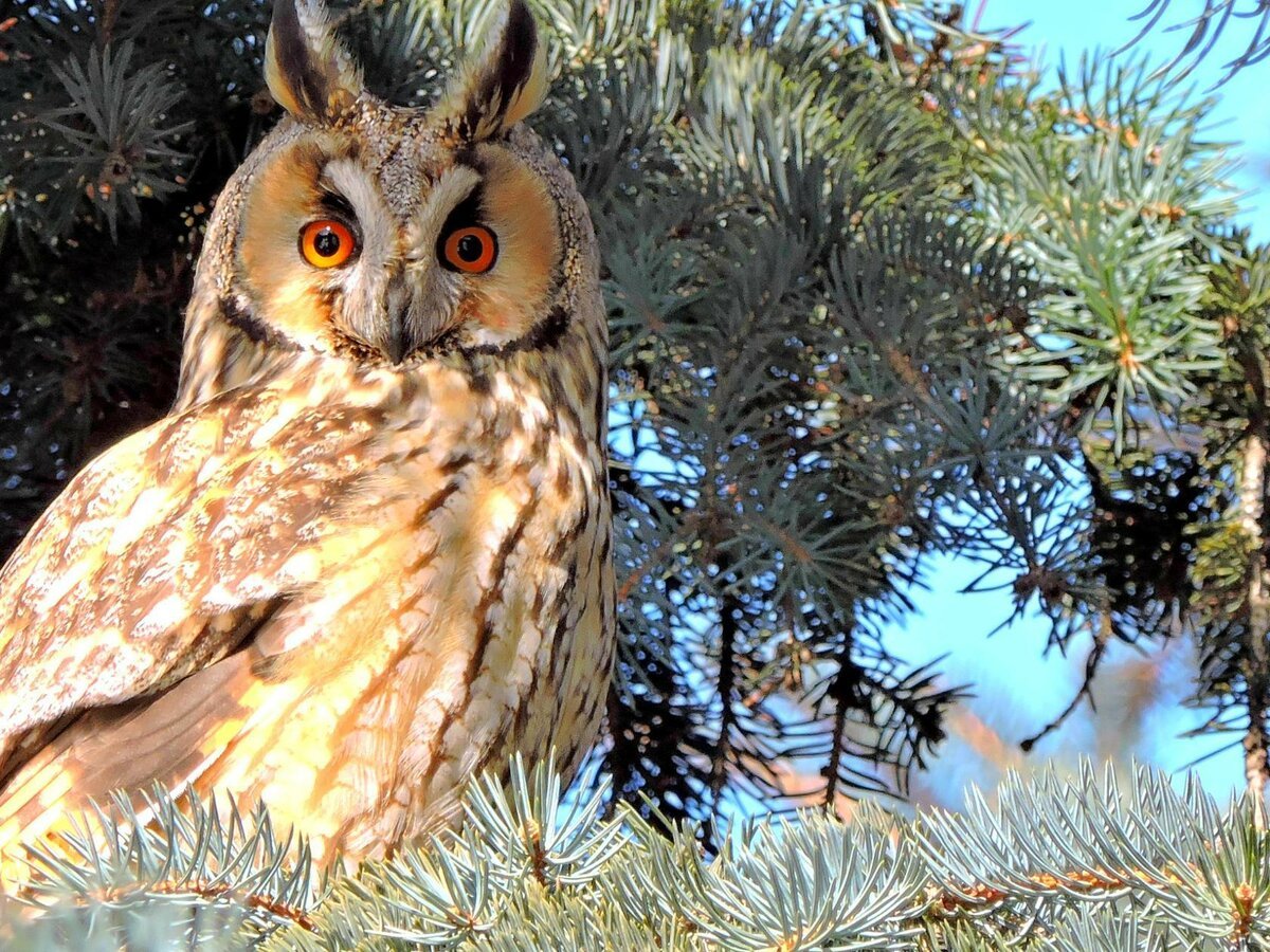 Красивый Совенок