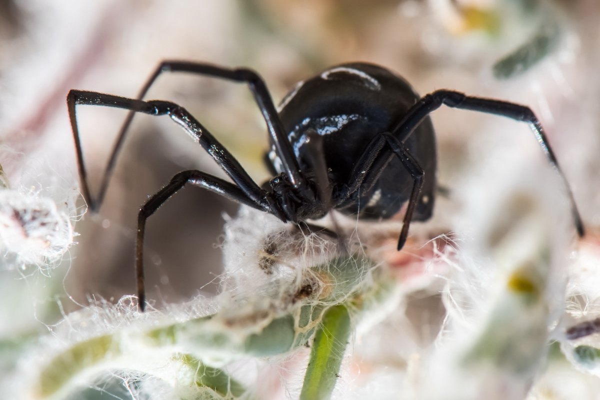 Астраханские пауки