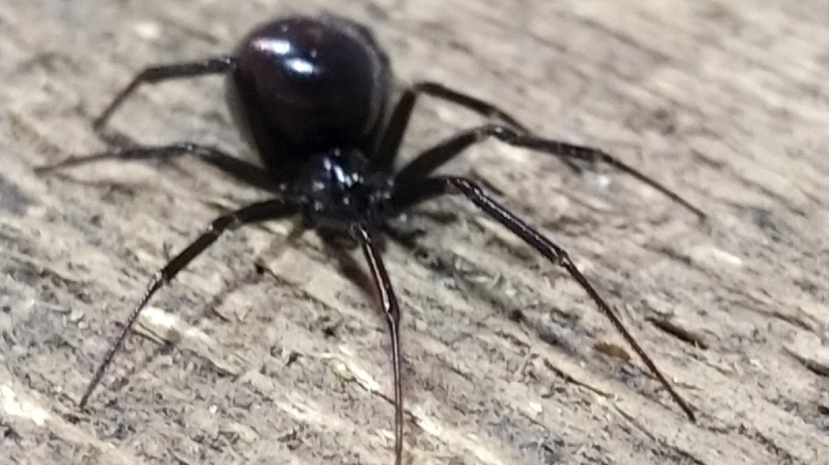 Каракурт Воронежская область