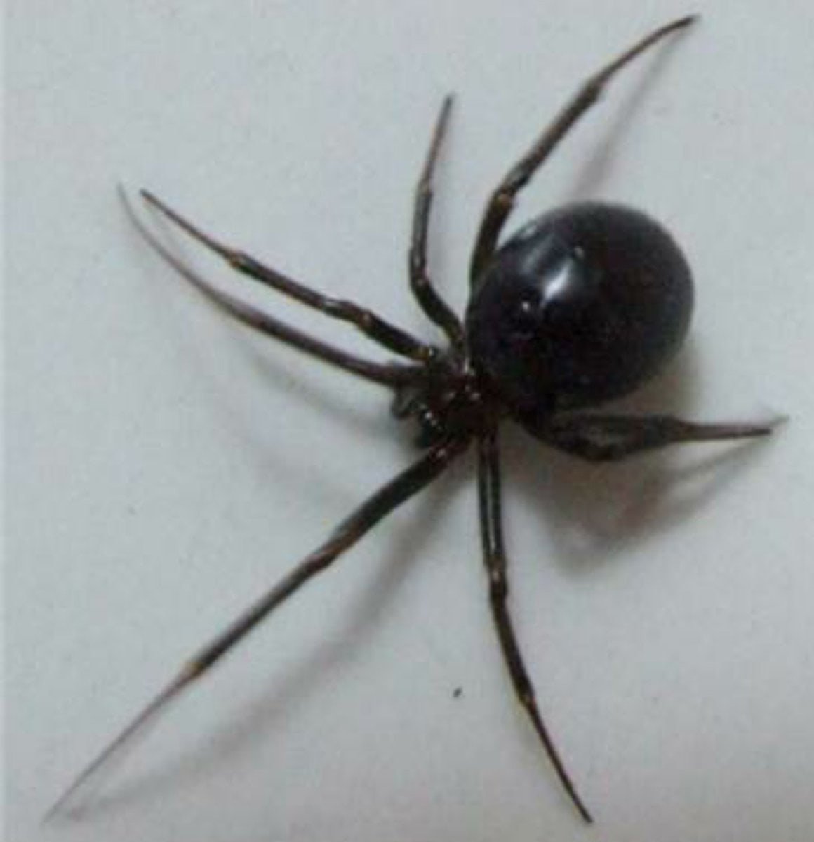 Стеатода Гросса паук