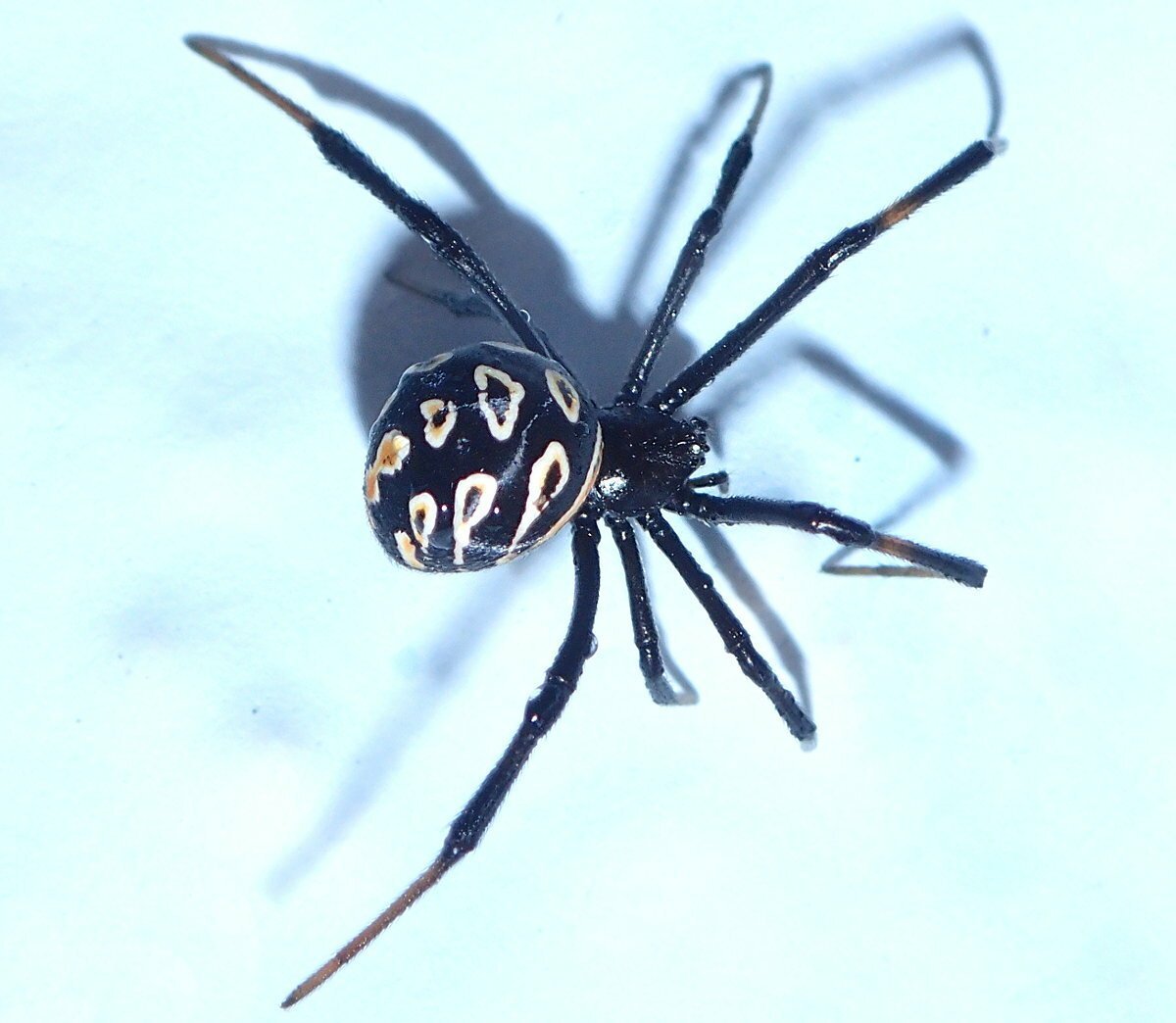 Каракурт паук