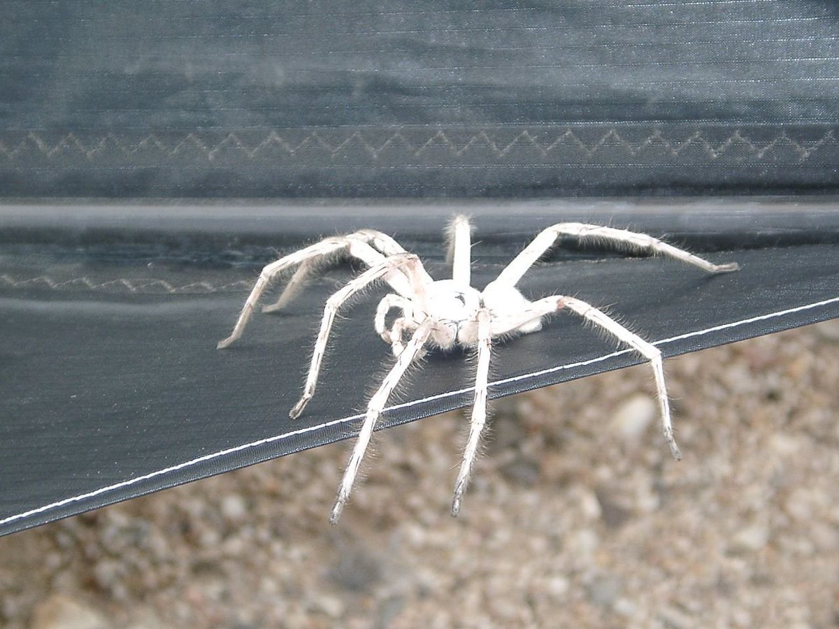 Паук белый Каракурт