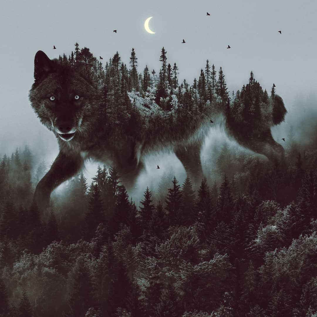 Туманный волк