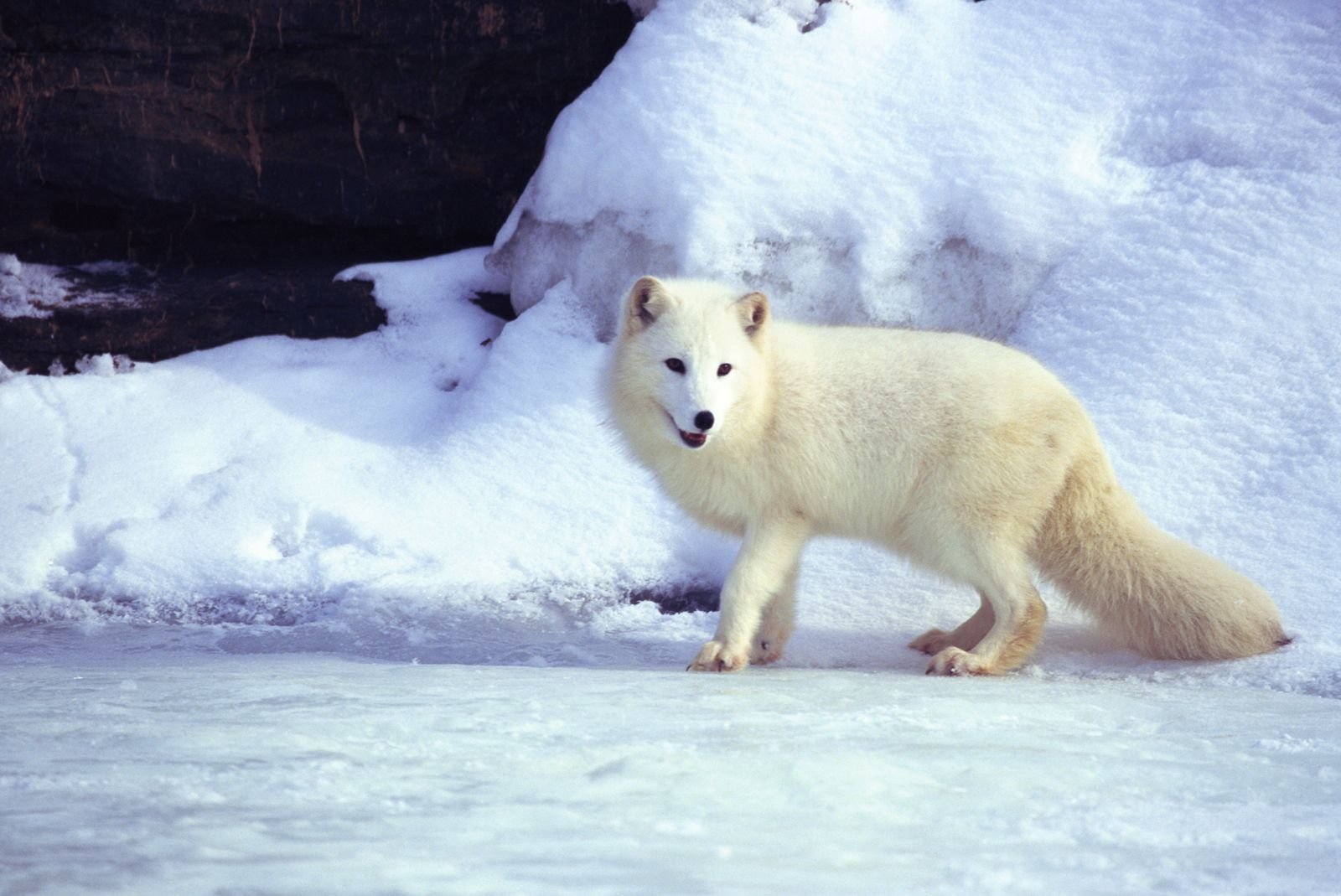 Полярная совы бурый медведь северный олень белка. Полярная лисица песец. Песец в Арктике. Полярный песец Арктики. Песец в тундре.