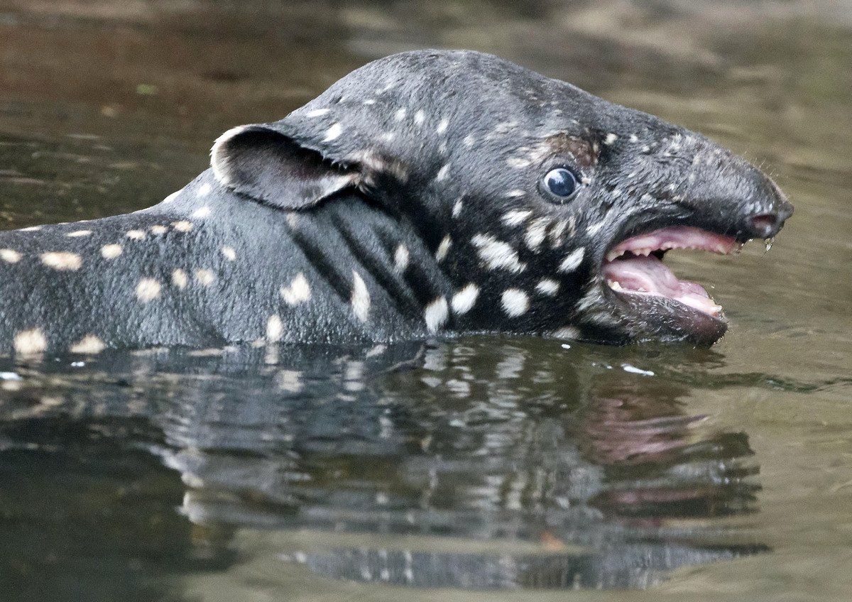Чепрачный тапир под водой