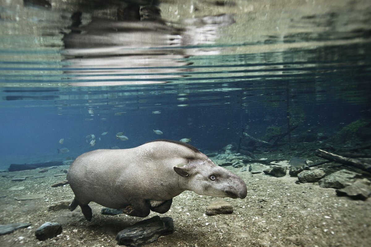 Тапир под водой
