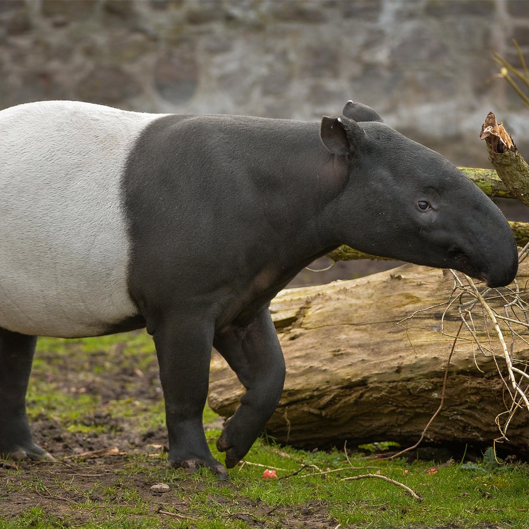 Белобрюхий тапир