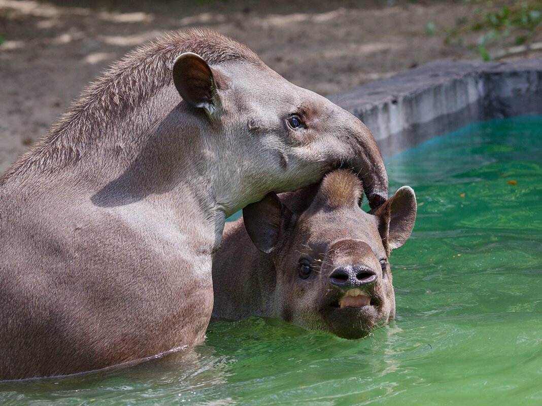 Новосибирский зоопарк тапир