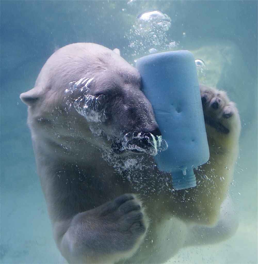 Морские животные в мусоре