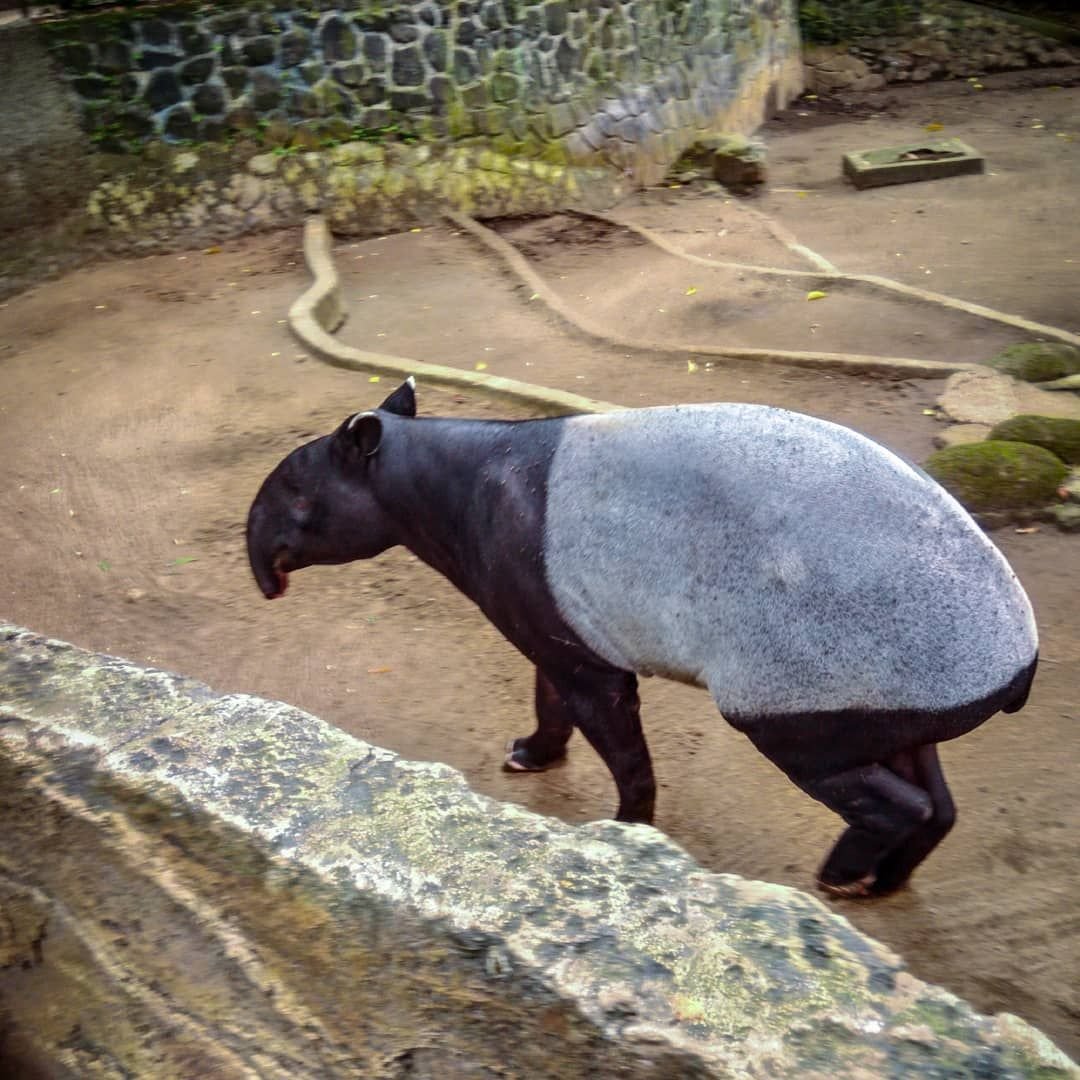 Гигантский тапир с длинной шеей