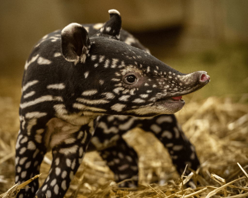 Malayan Tapir Eyes
