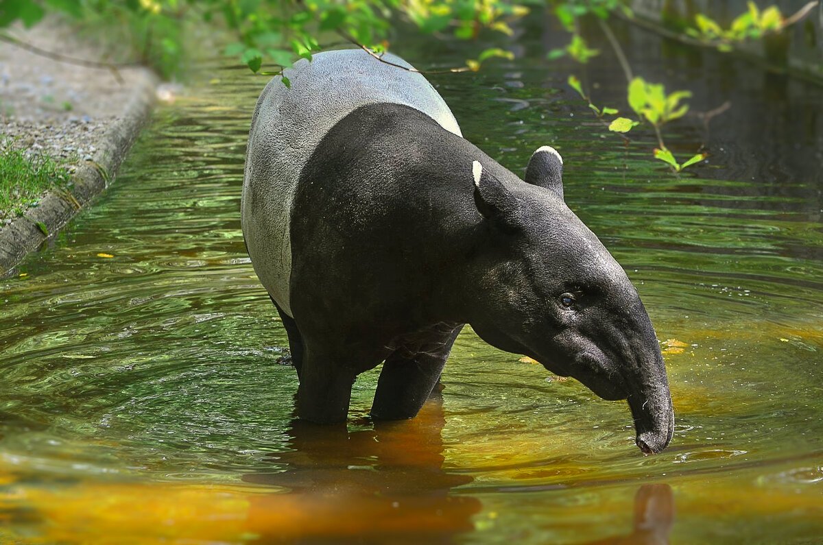 Древние тапиры