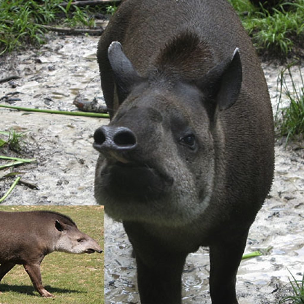 Животный мир Перу