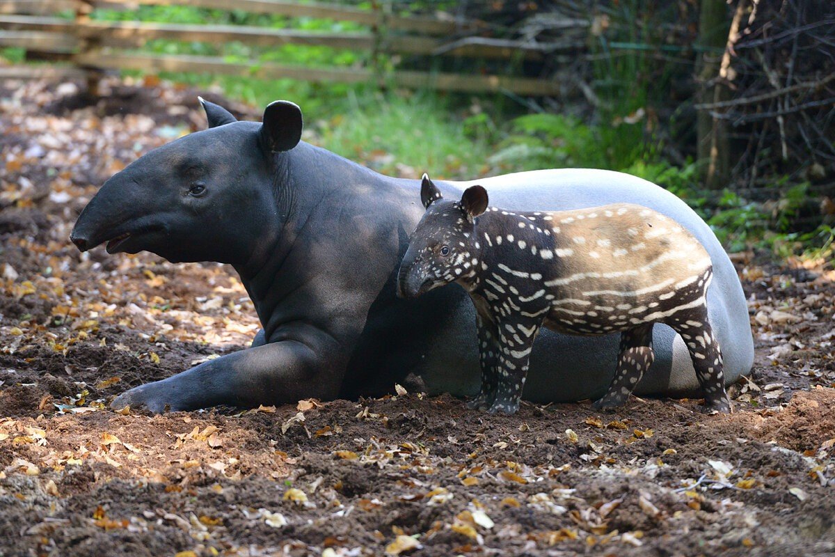 Тапир ареал