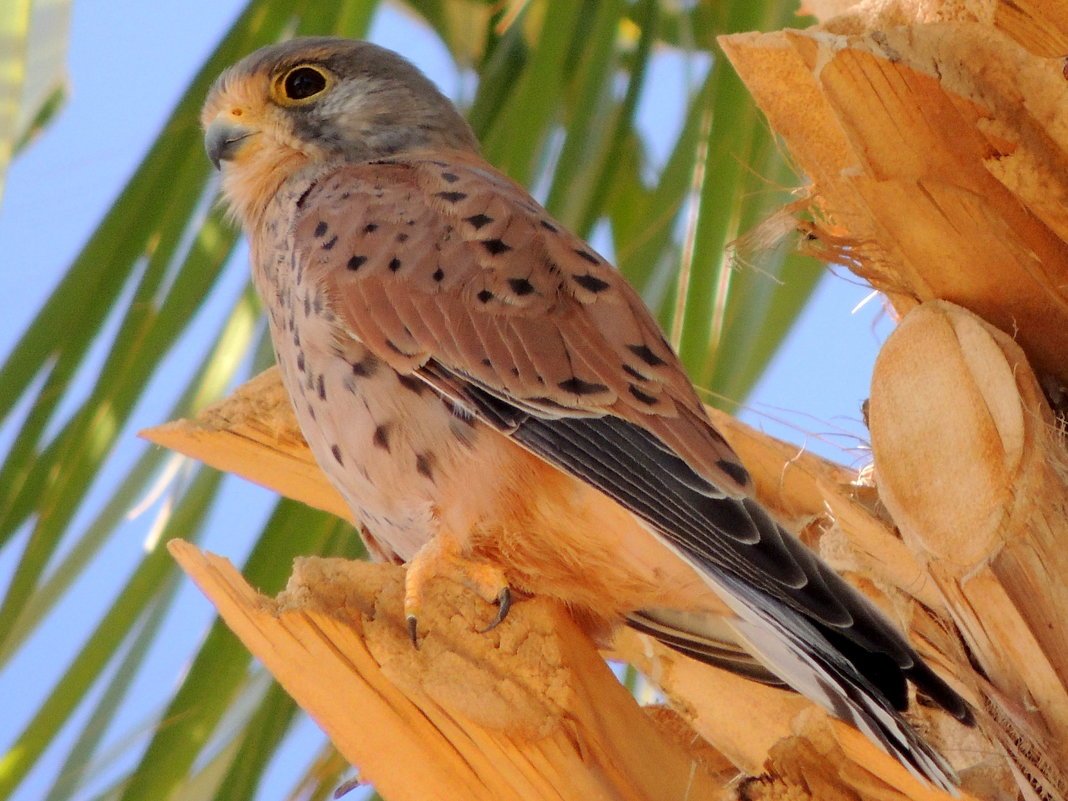 Пустельга купить