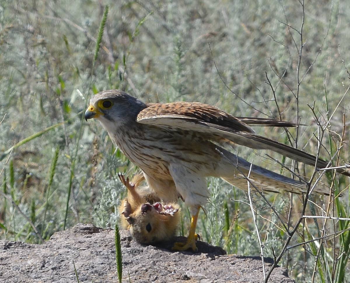 Слеток пустельги