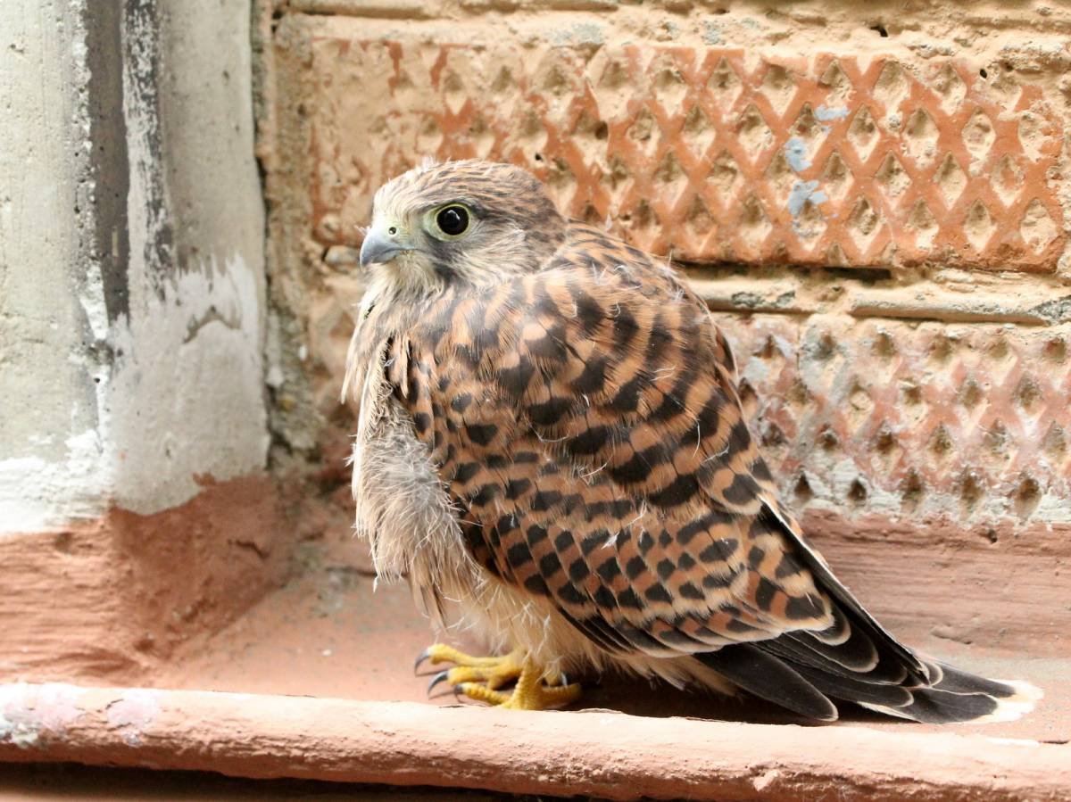 Слеток пустельги