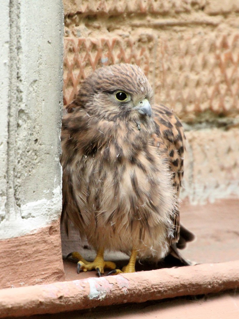 Слеток пустельги